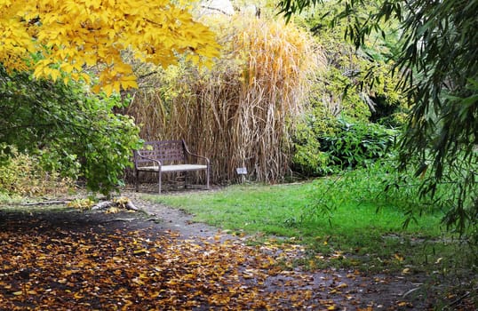 A bench in a japanese style garden in autumn 