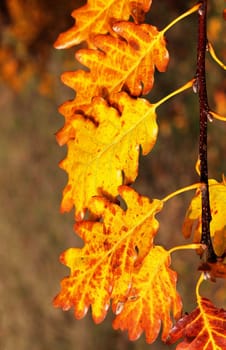 Close up of autumn leaves