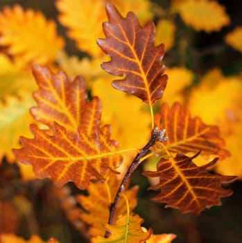 Close up of autumn leaves