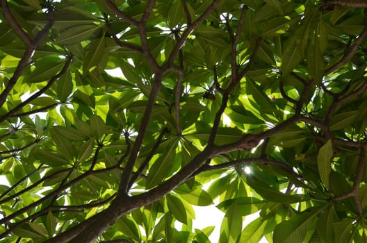 Tree covered with leaves.