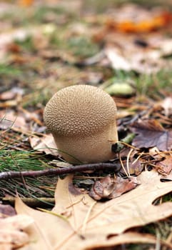 Mushroom in autumn forest