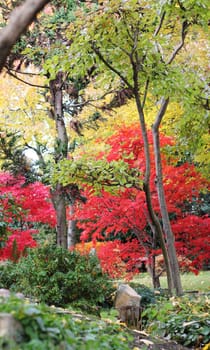 Trees in a autumn japanese style garden 