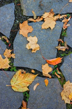 Autumn leaves lie on a paved road