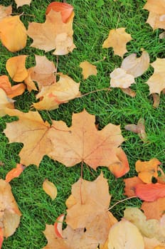 Autumn leaves on green grass