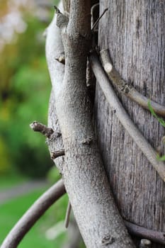 Close up of tree 