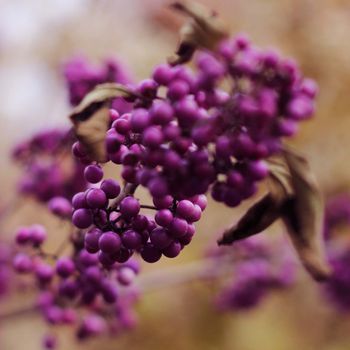 Close up of Callicarpa bodinieri�s  leaves and fruits (Beauty berry)