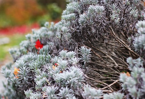 Close up of wild plant