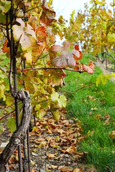 Close up of vineyard in autumn 