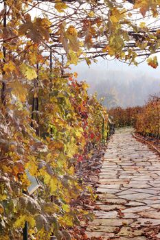 Paved path in autumn vineyard 