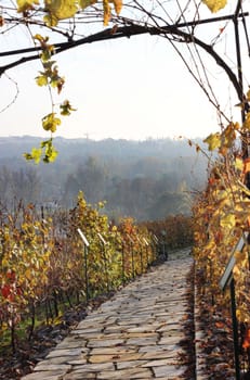 Paved path in autumn vineyard 