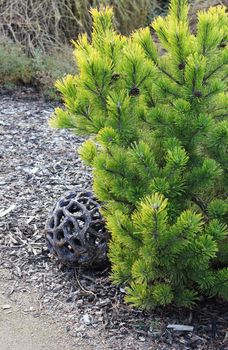 Still life with coniferous tree and sphere decoration in a autumn garden