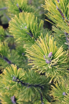 Close up of coniferous branches 