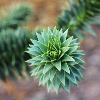 Close up of branches of Araucaria araucana, an old-growth evergreen tree in Argentina and Chile