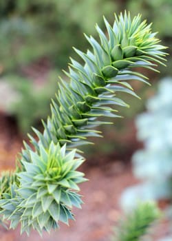 Close up of branches of Araucaria araucana, an old-growth evergreen tree in Argentina and Chile