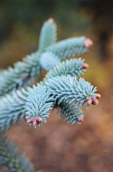 Close up of branches of Araucaria araucana, an old-growth evergreen tree in Argentina and Chile