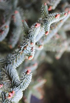 Close up of branches of Araucaria araucana, an old-growth evergreen tree in Argentina and Chile