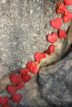 Close up of autumn ivy on a stone wall