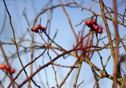 Abstract close up of dry branches and red berries on sky background
