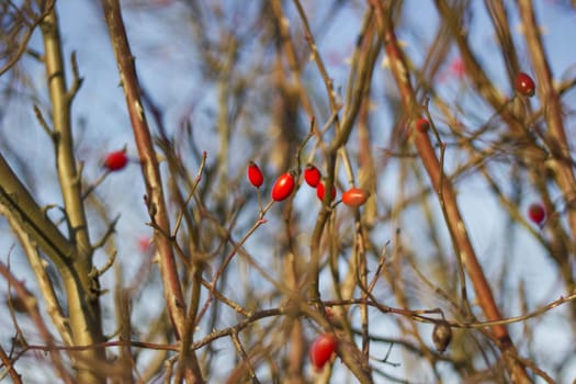 Abstract close up of dry branches and red berries on sky background