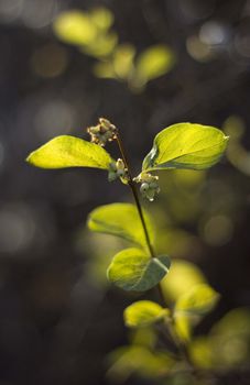 Branch with green leaves in autumn forest in sunrays