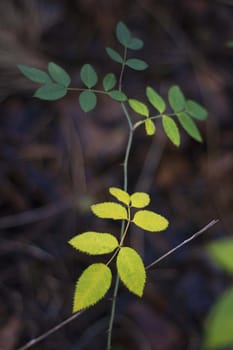 A rope with leaves on background of dry grass