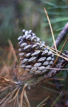 Close up of branches, needles and pine cone with a blured background 