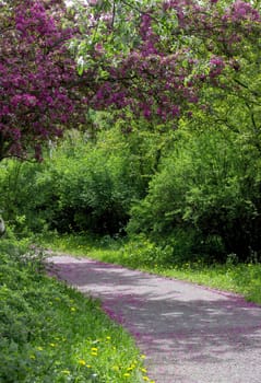 A road in a spring park with blooming pink tree