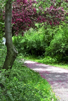 A road in a spring park with blooming pink tree