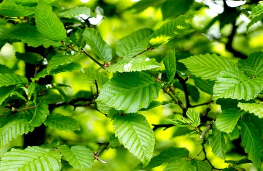Close up of green foliage in spring time