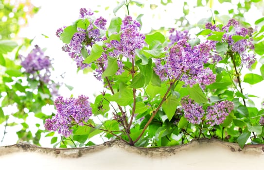 Close up of branches with blooming lilac in spring time