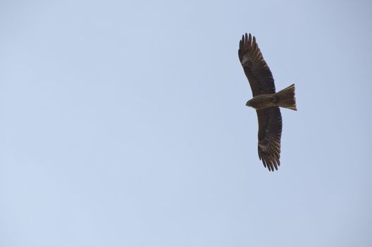 Black Kite, Milvus migrans as seen from below in flight