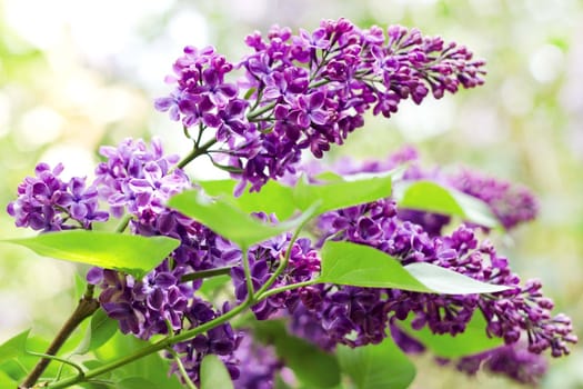 Close up of branches with blooming lilac in spring time