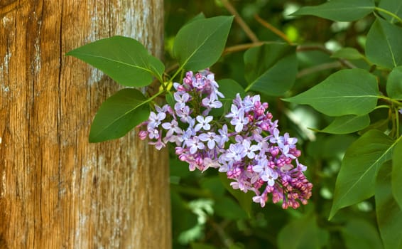 Close up of branches of blooming lilac near a tree trunk 
