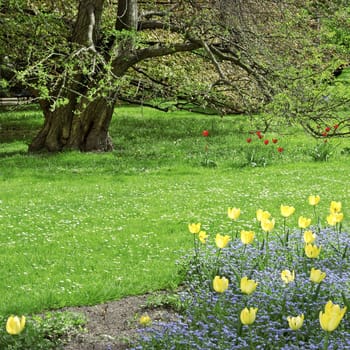 Tree and flower bed with blue flowers red and yellow tulips in a spring park