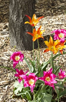 Orange and pink tulips in a sunny park on a soil background 