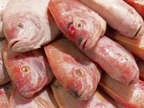 close up of fresh tilapia fish