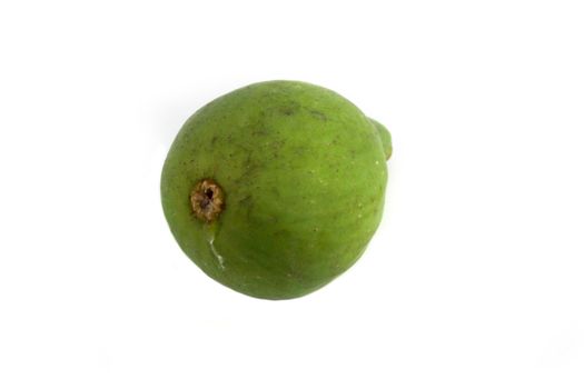 Close up of a green fig on white background.