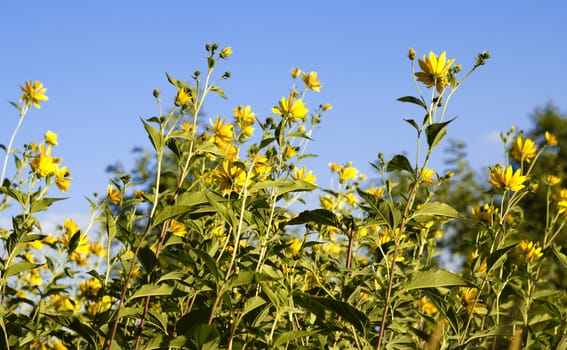 Close up of yellow flowers on a background of blue sky