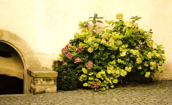 Close up of an old wall and a blooming bush