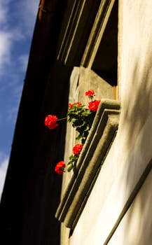 View of an old european window with flowers