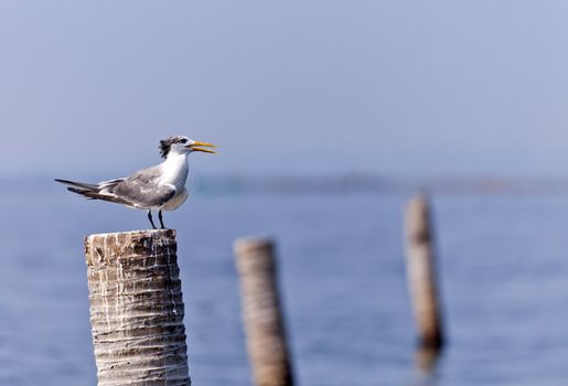 A Great Crested Tern on coconut stub.