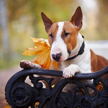 Portrait of a red bull terrier on a bench in the autumn afternoon