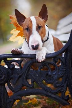 Portrait of a red bull terrier on a bench in the autumn afternoon