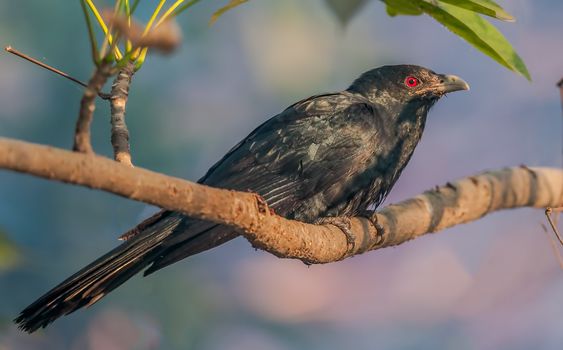 Asian Koel, Male, perched on a tree branch, morning light, red eye, black feather, copy space
