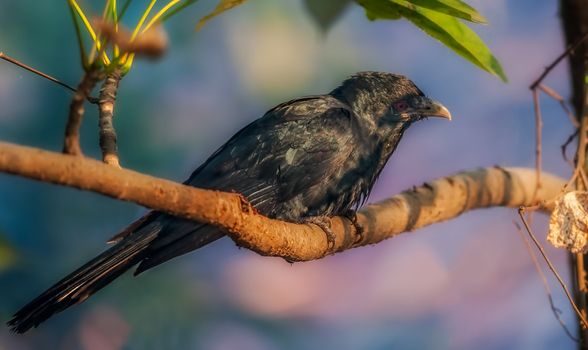 Asian Koel, Male, perched on a tree branch, morning light, red eye, black feather, copy space
