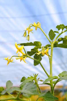 Flowering branch of tomato plants in film greenhouses