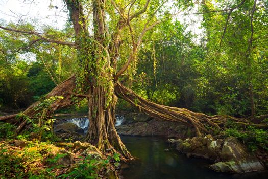 big tree roots and waterfall in tropical rainforest