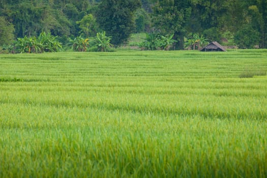 Village with green field in Pai Maehongson ,Thailand