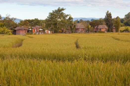 Village with gold field in Pai Maehongson ,Thailand