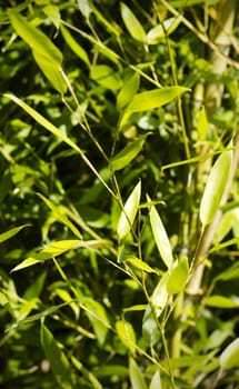 Close up of bamboo stems and it's green leaves